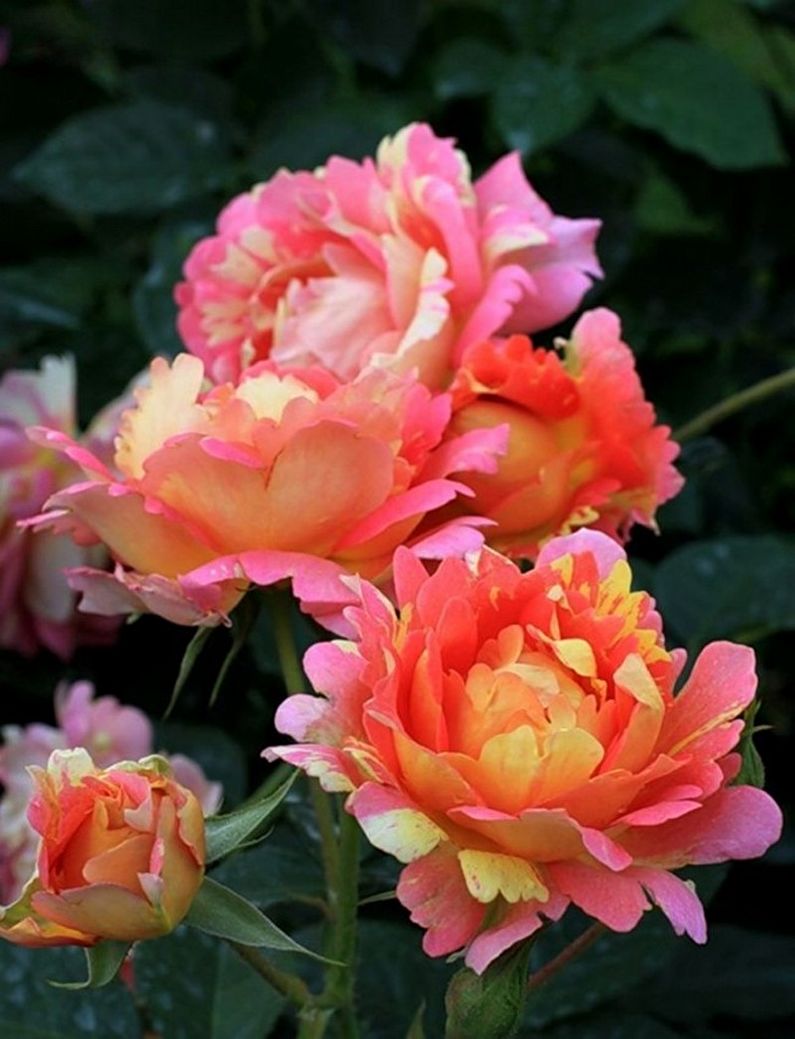 Rose Floribunda - photo