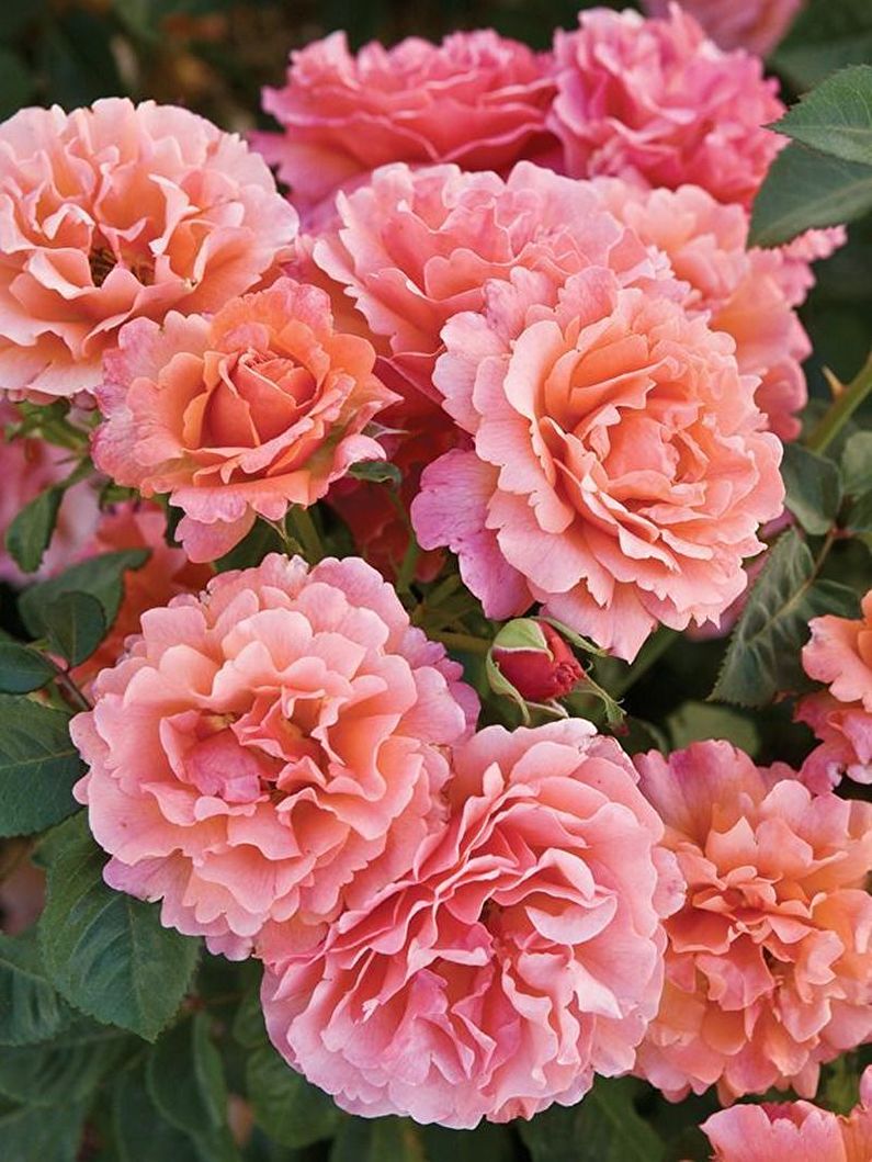 Rose Floribunda - photo