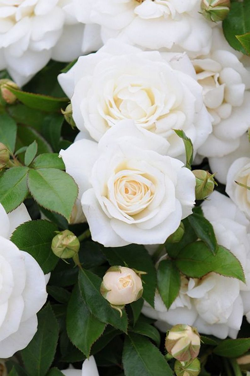 Rose Floribunda - photo
