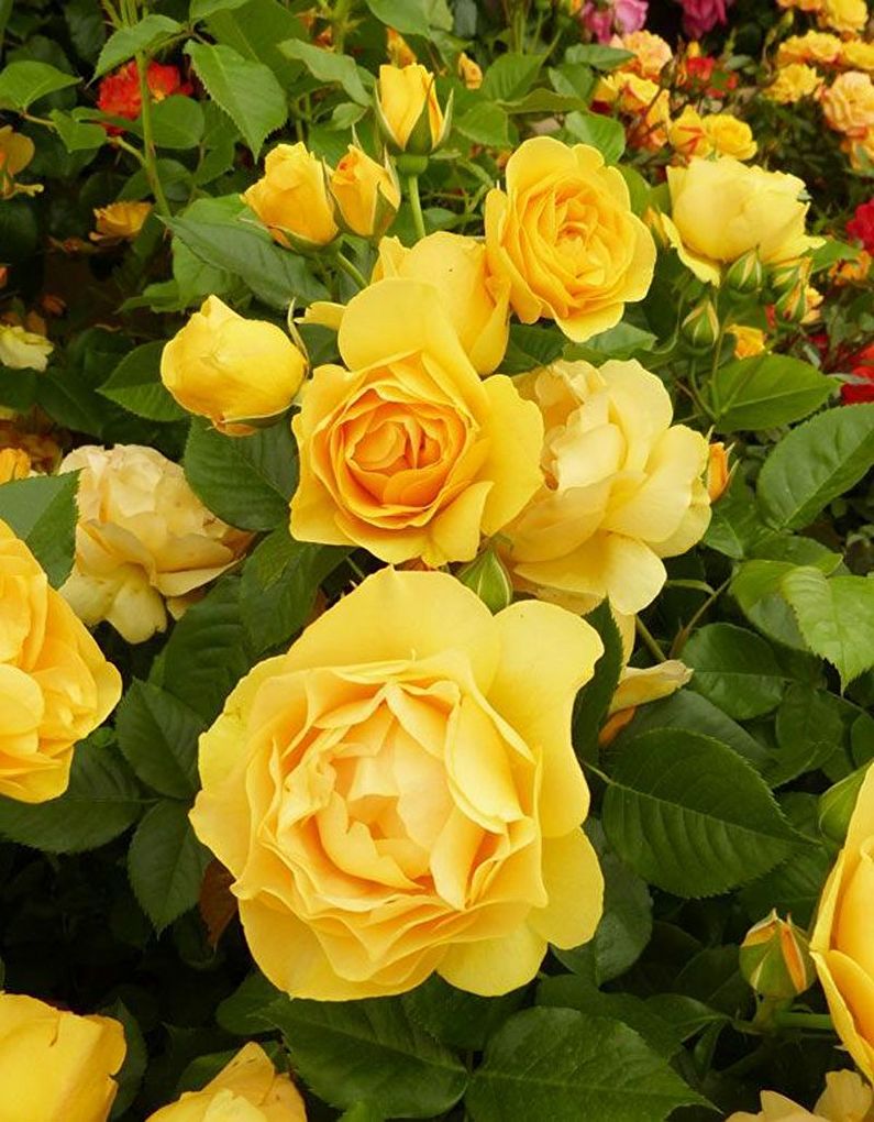 Rose Floribunda - photo