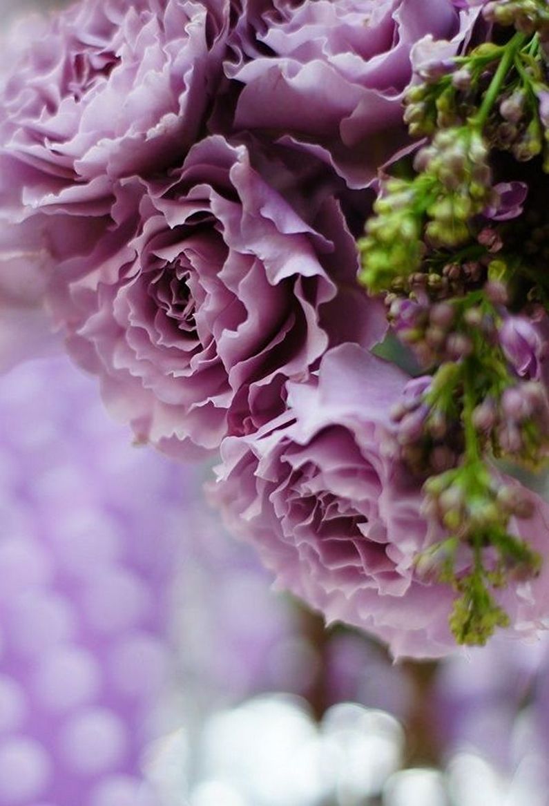 Rose Floribunda - photo