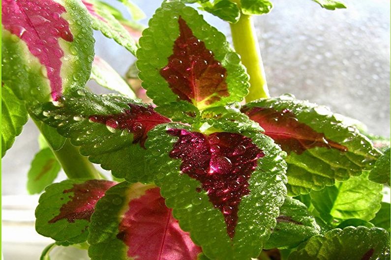 Coleus - Îngrijire