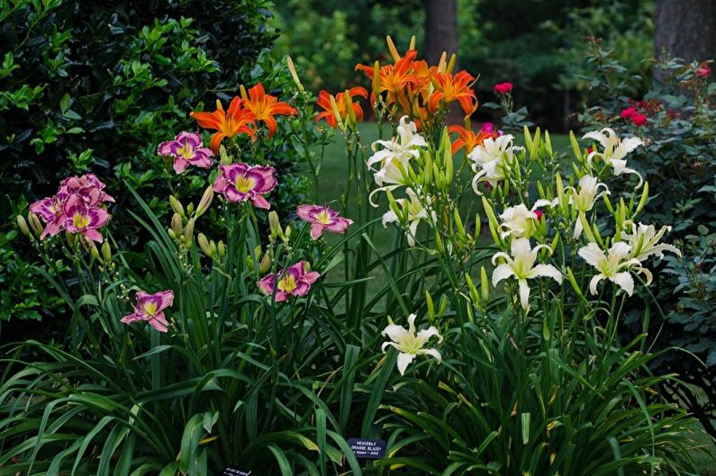 Daylily - General Features