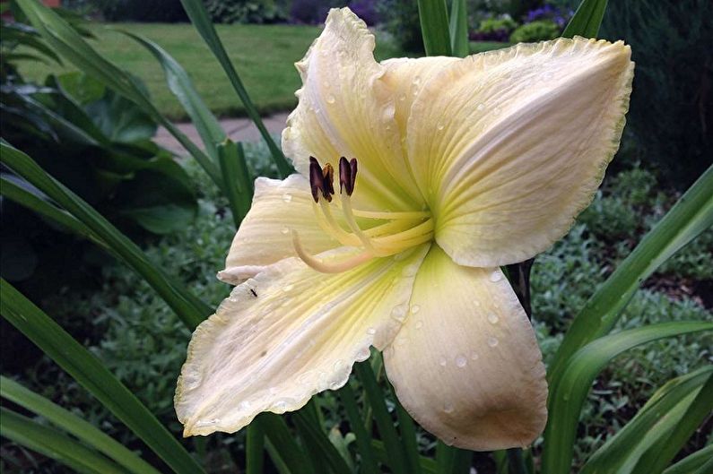 Daylily - Species
