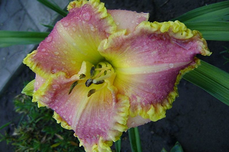 Daylily - Species