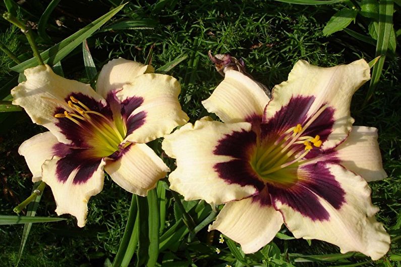 Daylily - Species