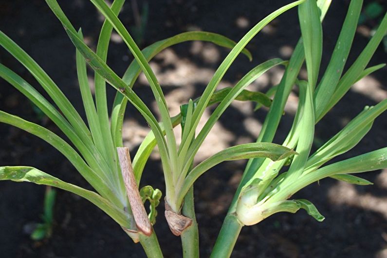 Daylily - Transplant and Reproduction