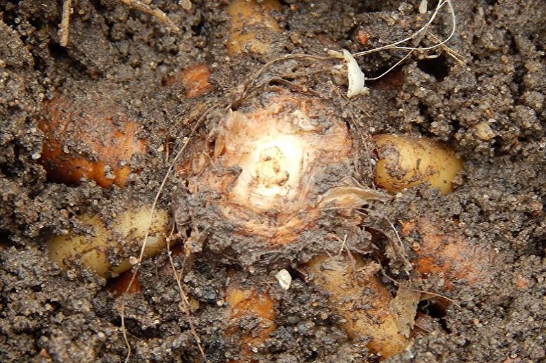 Daylily - Pest and Disease Control