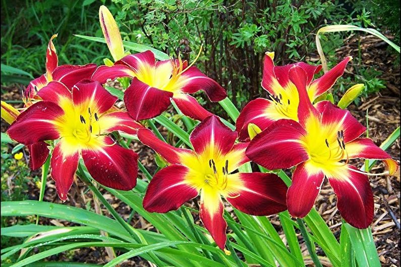 Daylily - photo