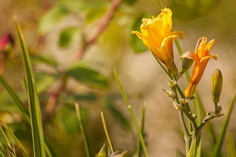 Daylily - photo