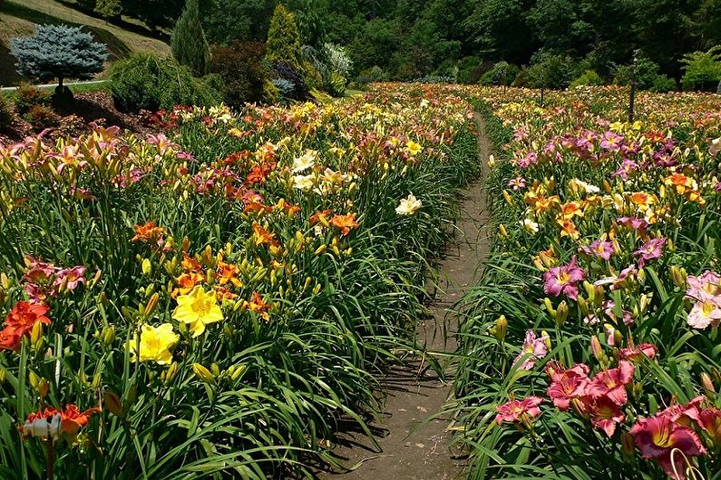Daylily - photo