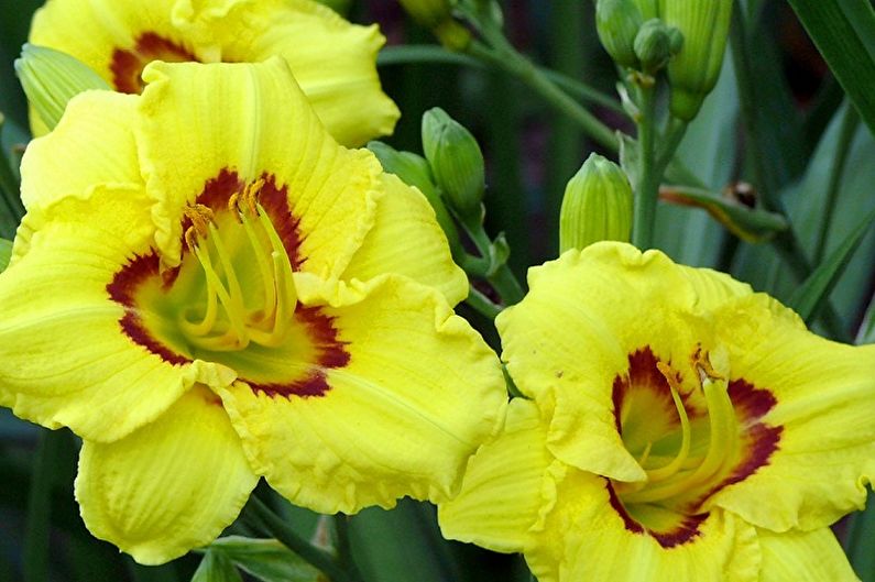 Daylily - photo