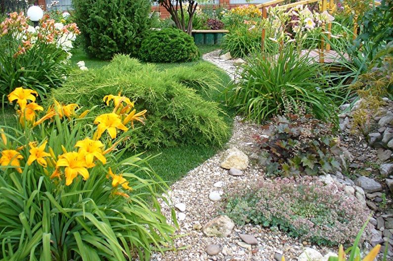 Daylily - photo
