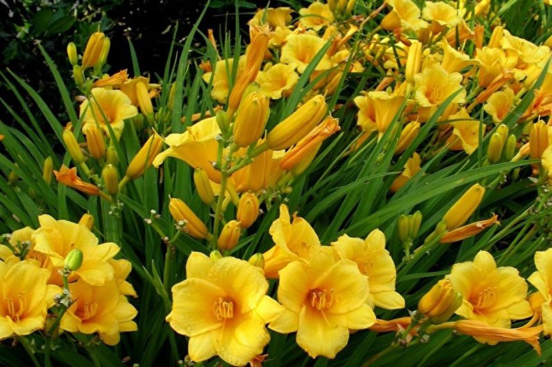 Daylily - photo