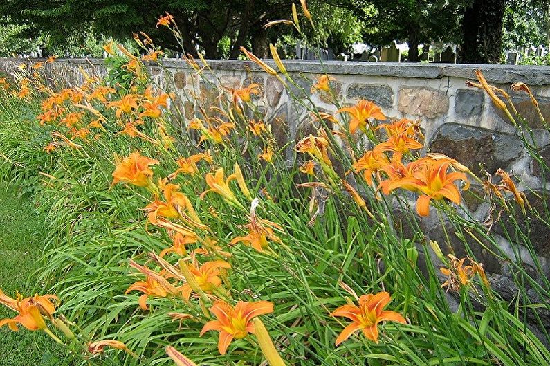 Daylily - photo