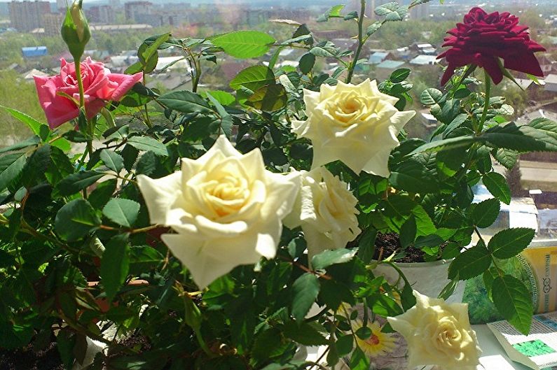 Indoor Rose - General Features