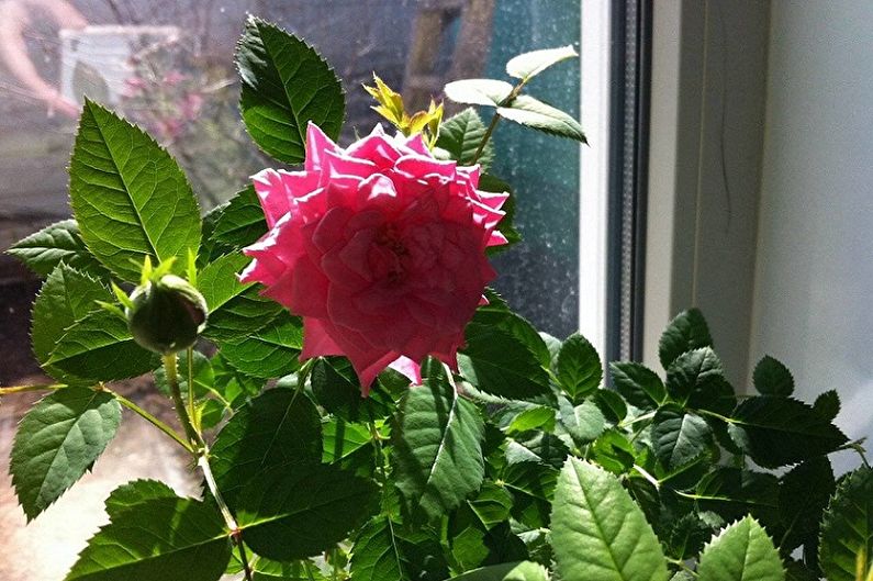 Tea rose