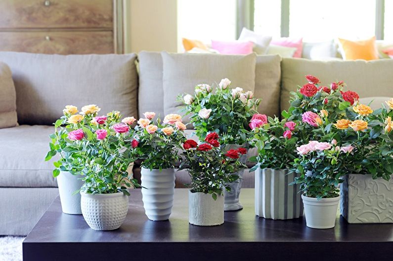 Indoor Rose - Care