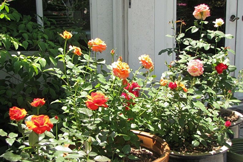 Indoor Rose - Care