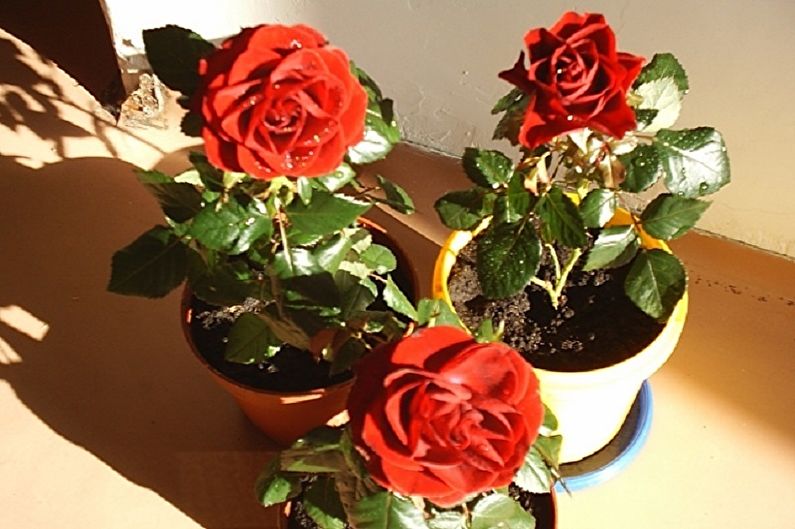 Indoor Rose - Care