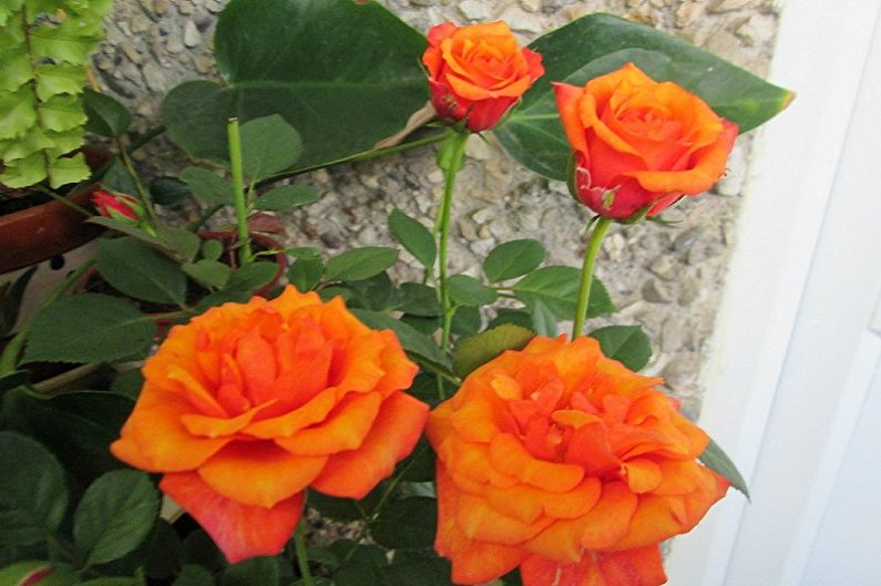 Indoor rose - photo