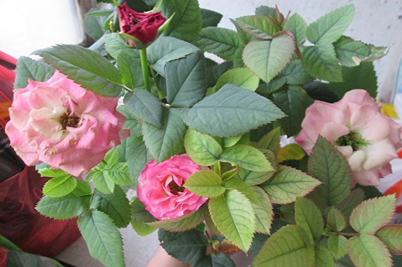 Indoor rose - photo