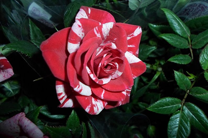 Indoor rose - photo