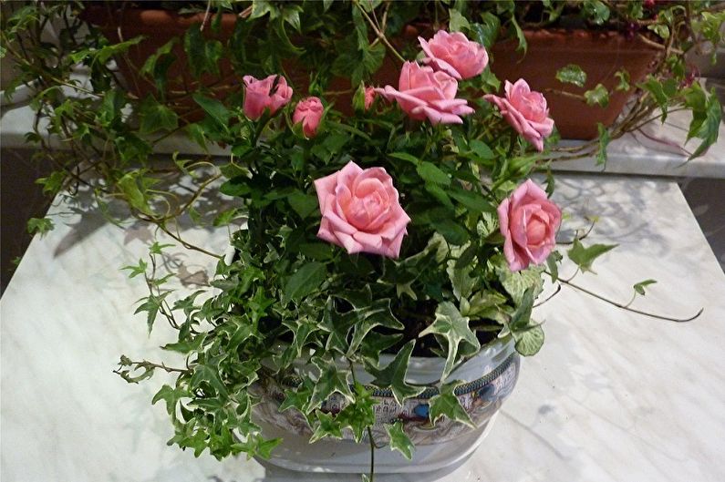 Indoor rose - photo