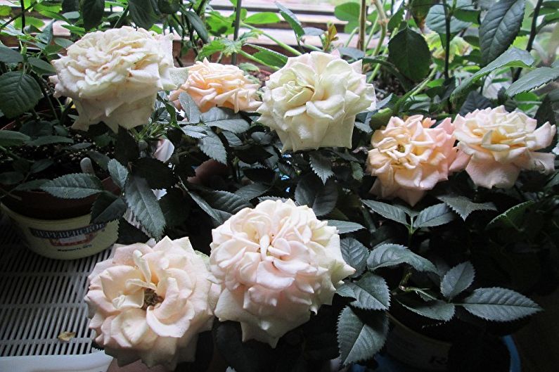 Indoor rose - photo