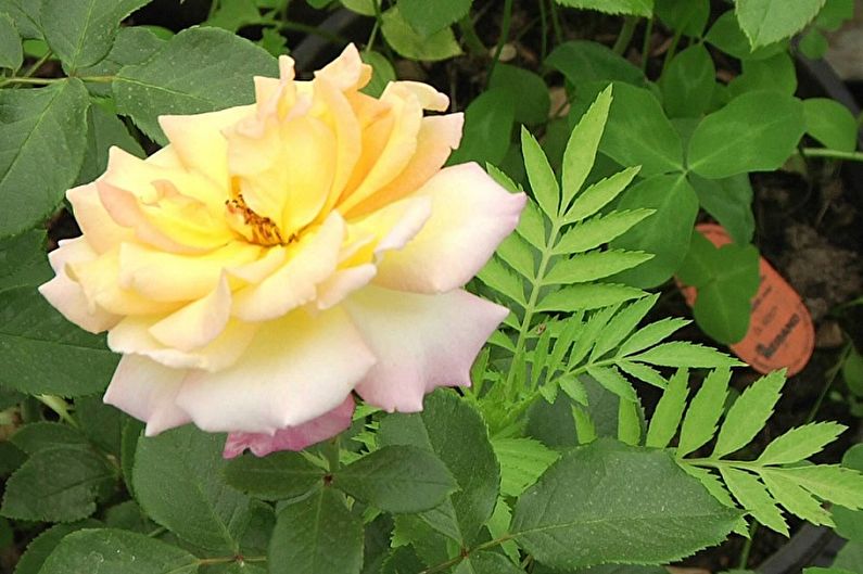Indoor rose - photo