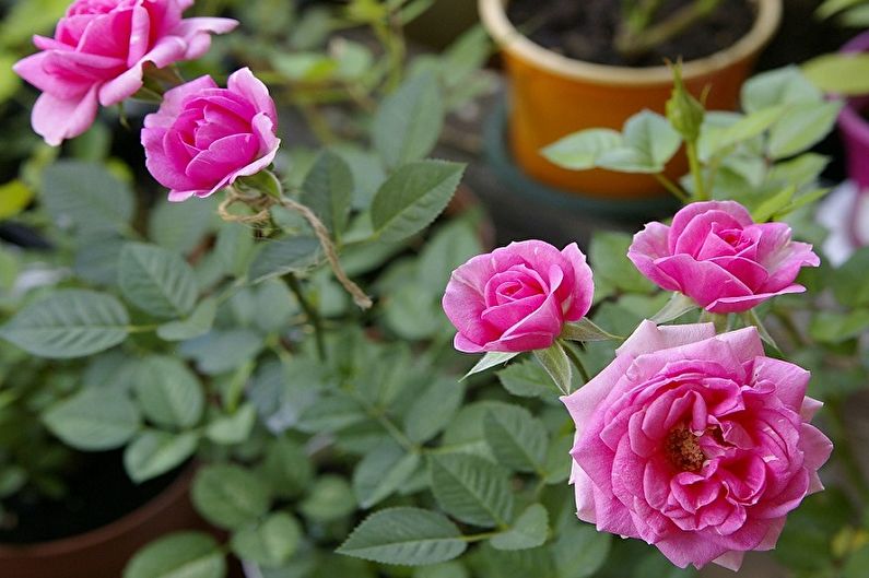 Indoor rose - photo