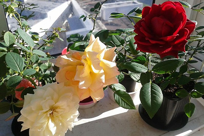 Indoor rose - photo