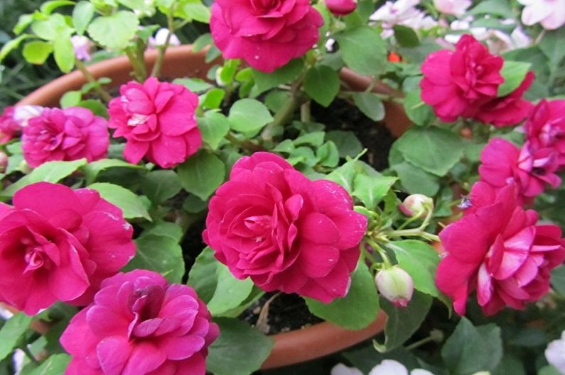 Indoor rose - photo
