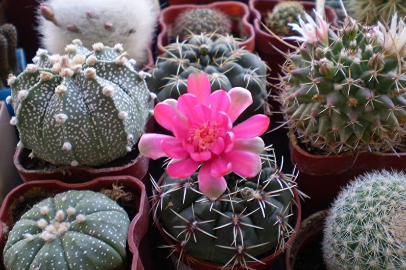 Homemade Cacti - General Features