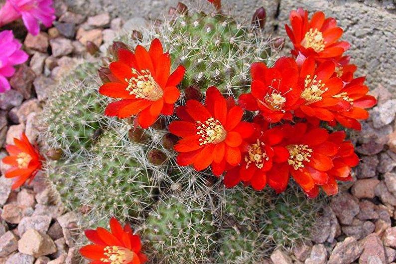 Homemade Cacti - Rebucia