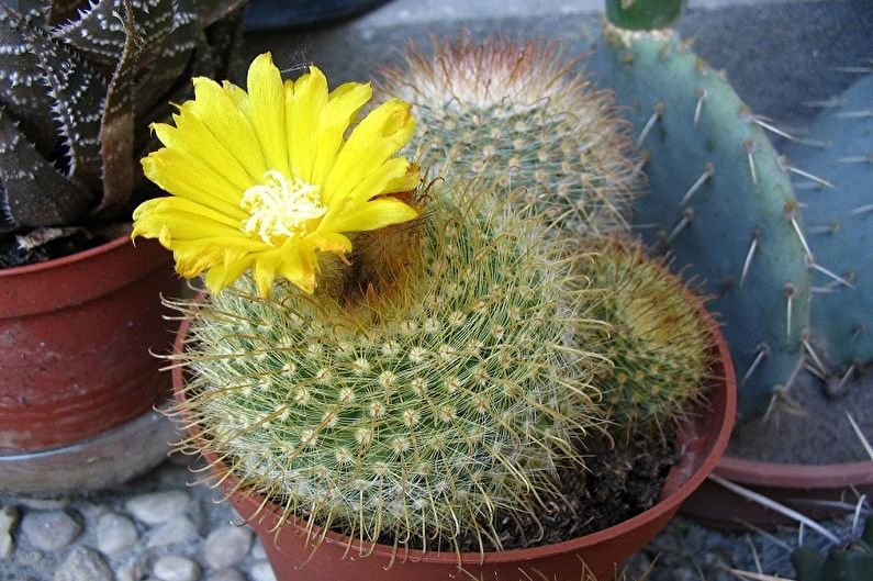 Homemade Cacti - Photo