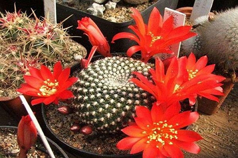 Homemade Cacti - Photo