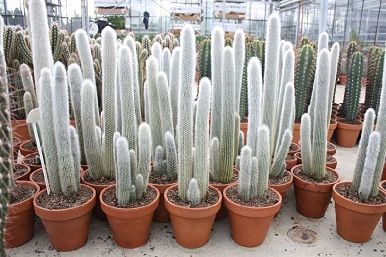 Homemade Cacti - Photo