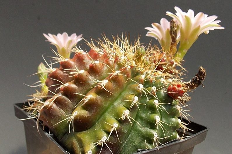 Homemade Cacti - Photo