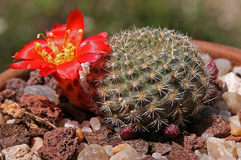 Homemade Cacti - Photo
