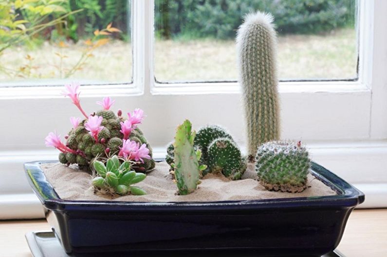 Homemade Cacti - Photo