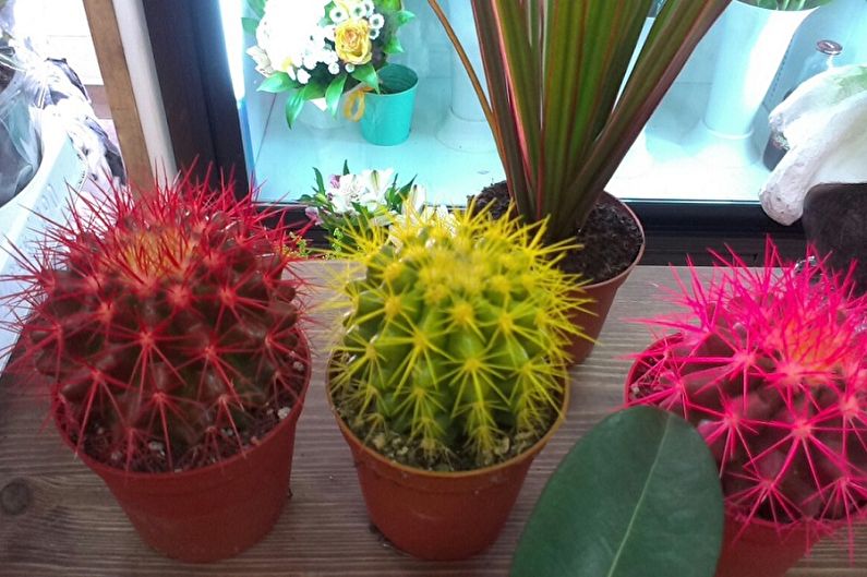 Homemade Cacti - Photo