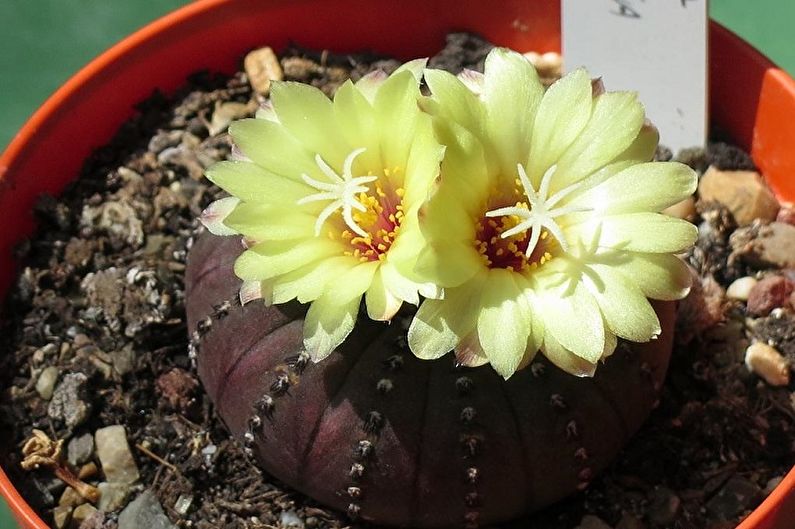 Homemade Cacti - Photo