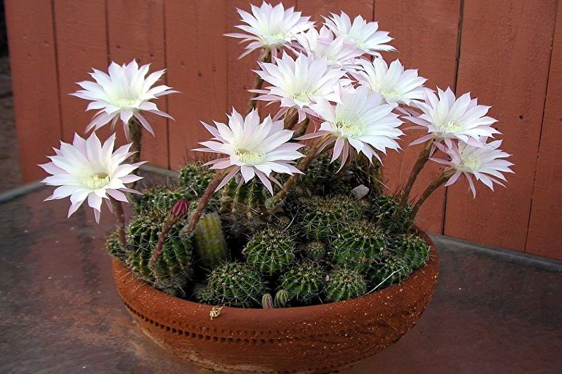 Homemade Cacti - Photo