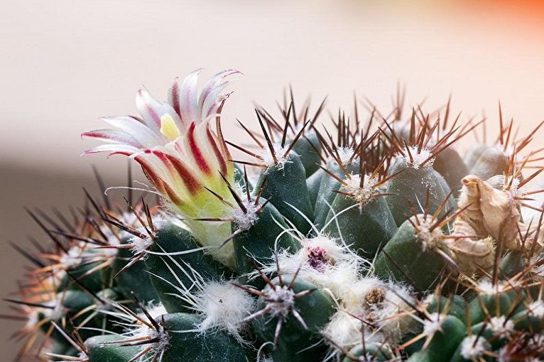 Homemade Cacti - Photo