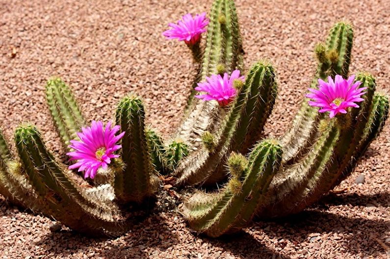 Homemade Cacti - Photo