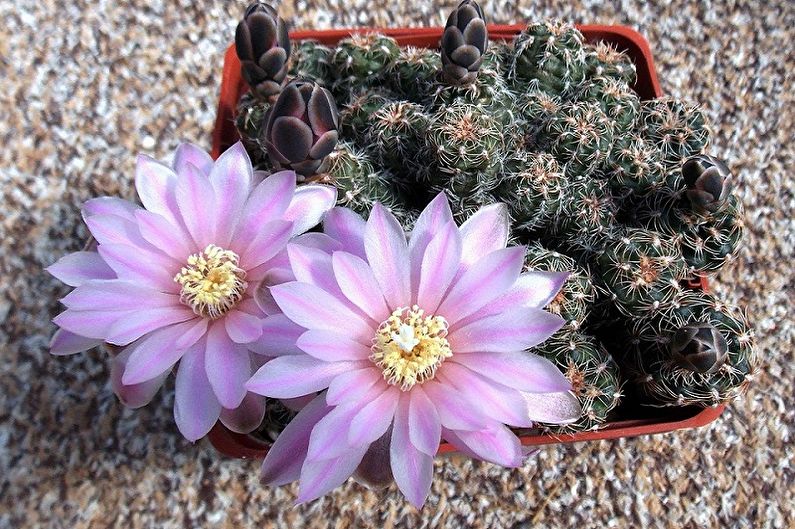 Homemade Cacti - Photo