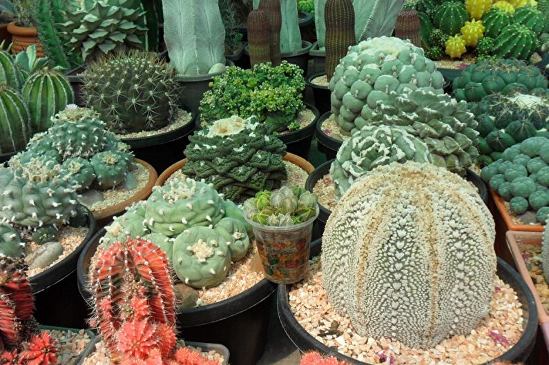 Homemade Cacti - Photo
