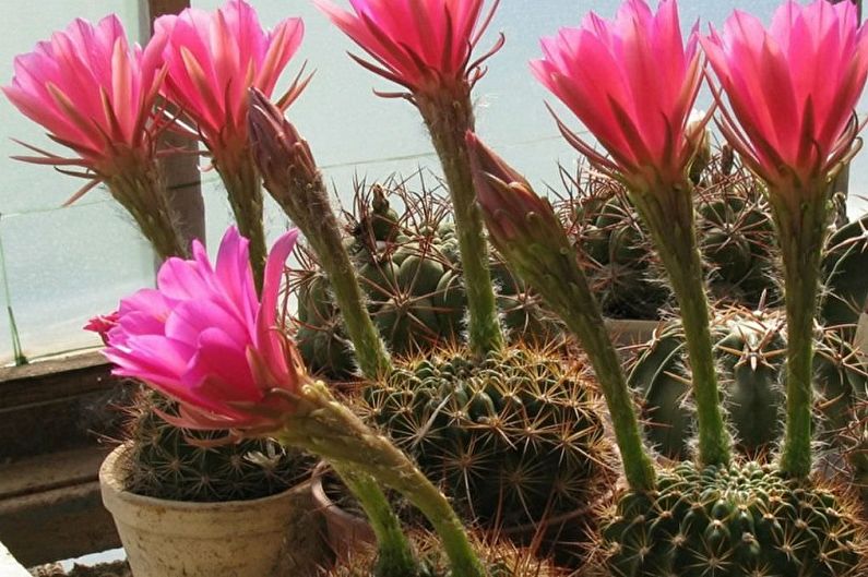 Homemade Cacti - Photo