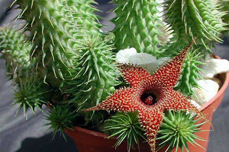 Homemade Cacti - Photo